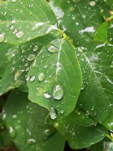 07. Nowe Renault Megane Grandtour TCe 130 na Mazurach – cz. III Wilczy Szaniec Wiadomości