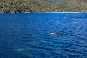 nowy ﻿Peugeot 5008﻿ 1.6 THP 165 KM EAT6