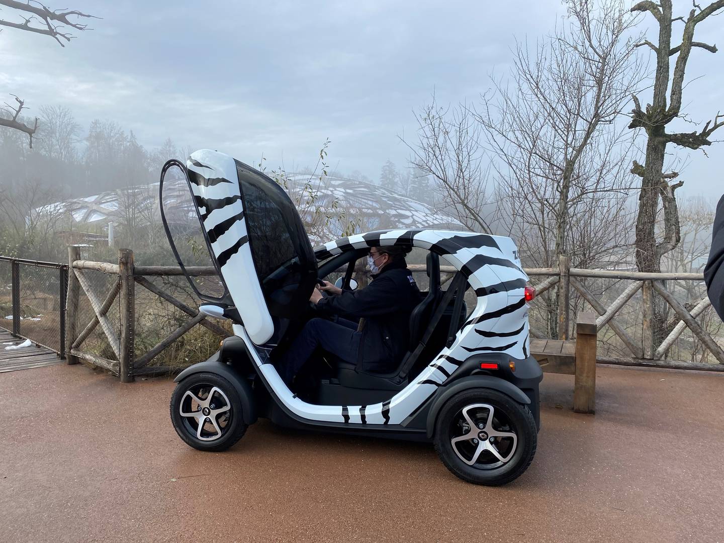 Nowość w zoo w Zurychu Renault Twizy o wyglądzie zebry