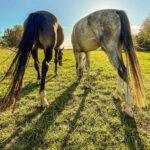 citroen bx malgosia dula 2022 konie 4 scaled Wiadomości